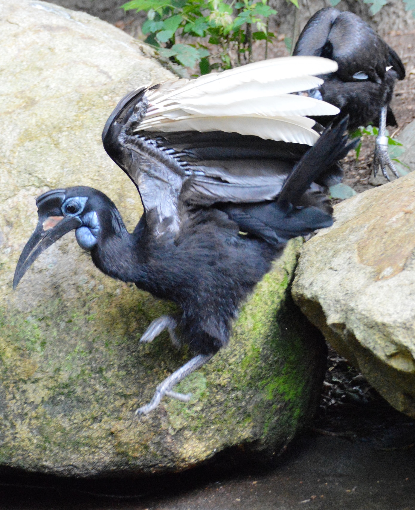 Bird - Hornbill Abyssinian Ground - Columbia Zoo - 2014 07 - 01